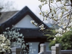 院立東方龍?zhí)ь^，滿園春風(fēng)花漸開(kāi)